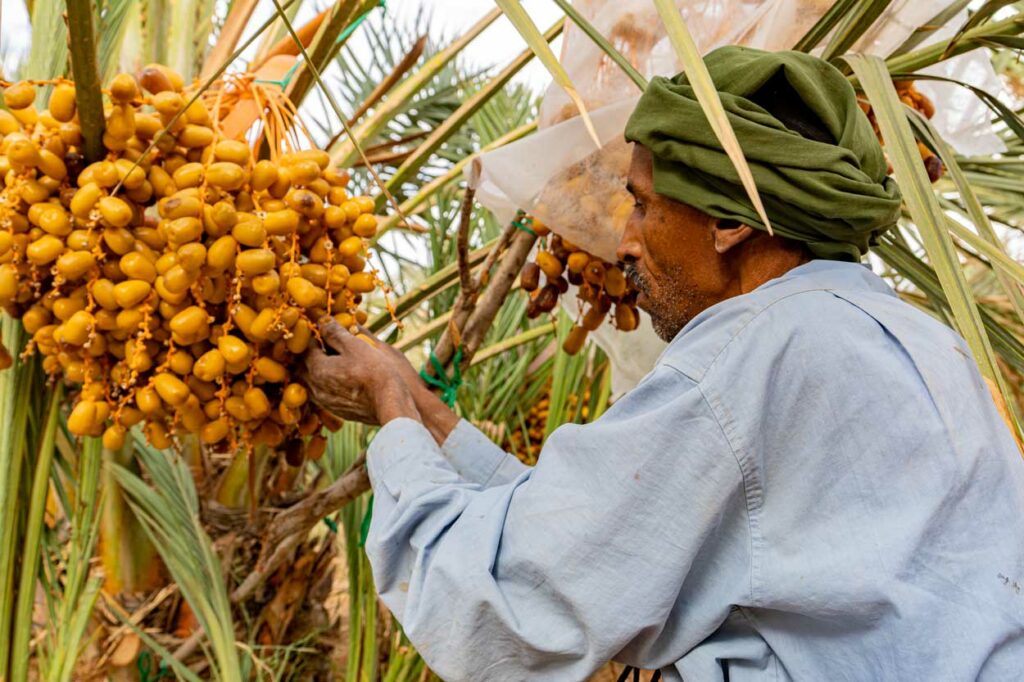 FAO PERTES ALIMENTAIRES DATTES