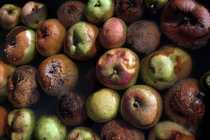 FAO PERTES ALIMENTAIRES POMMES